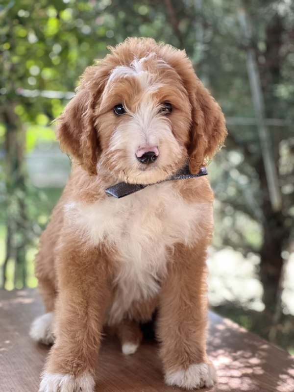 Ziggy Labradoodle Ziggy Labradoodle