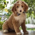 Ziggy-male-Labradoodle-puppy-for-sale-2