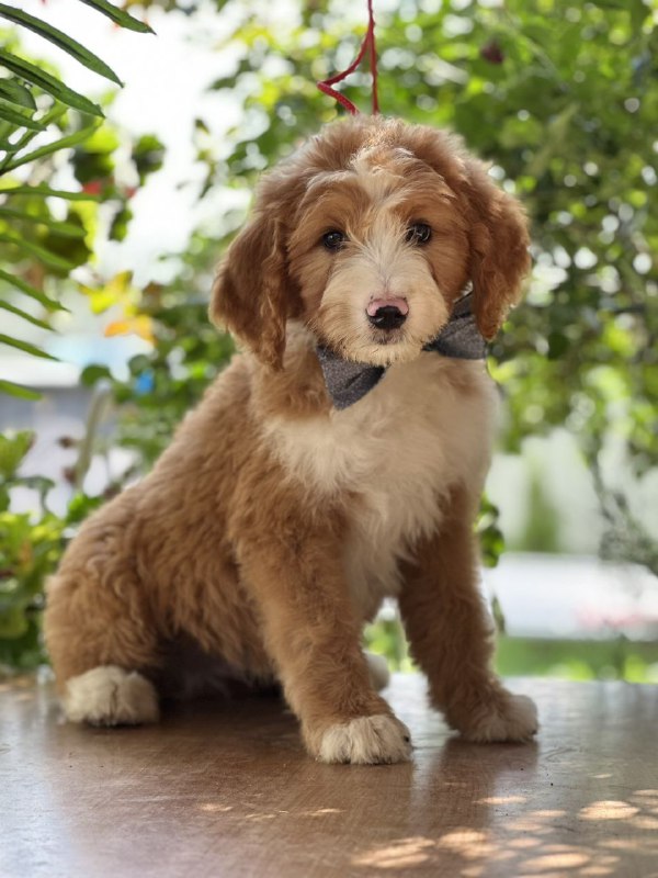 Ziggy Labradoodle Ziggy Labradoodle