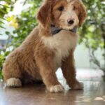 Ziggy-male-Labradoodle-puppy-for-sale-3