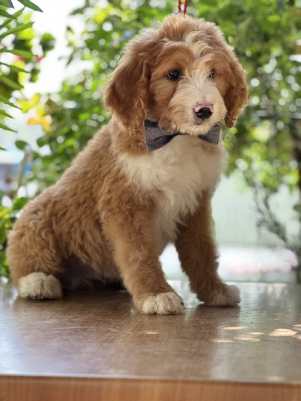 Ziggy Labradoodle Ziggy Labradoodle