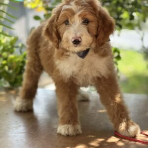 Ziggy Labradoodle