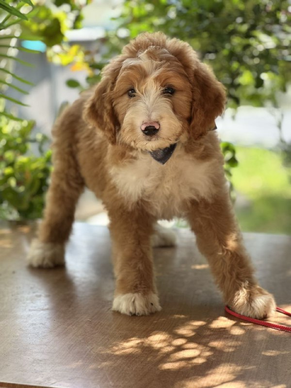 Ziggy Labradoodle Ziggy Labradoodle