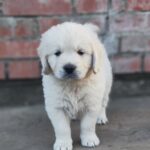 Zitta-female-golden-retriver-puppy-for-sale-1 (1)