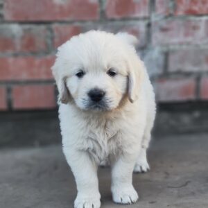 Zitta Golden Retriever Zitta Golden Retriever