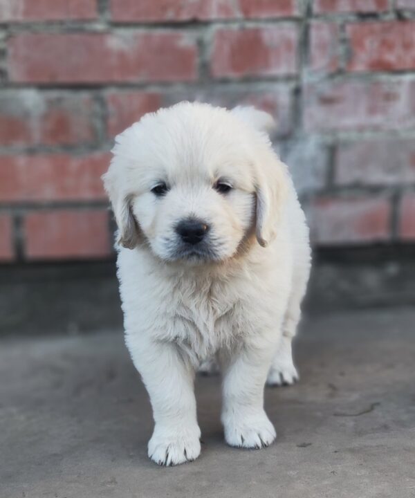 Zitta Golden Retriever Zitta Golden Retriever