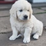 Zitta-female-golden-retriver-puppy-for-sale-1 (2)