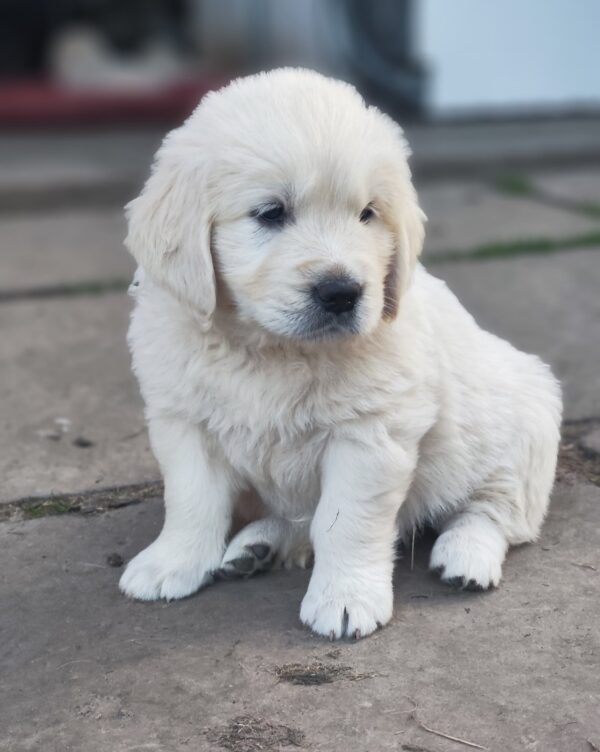 Zitta Golden Retriever Zitta Golden Retriever