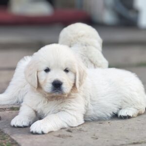 Zitta Golden Retriever Zitta Golden Retriever