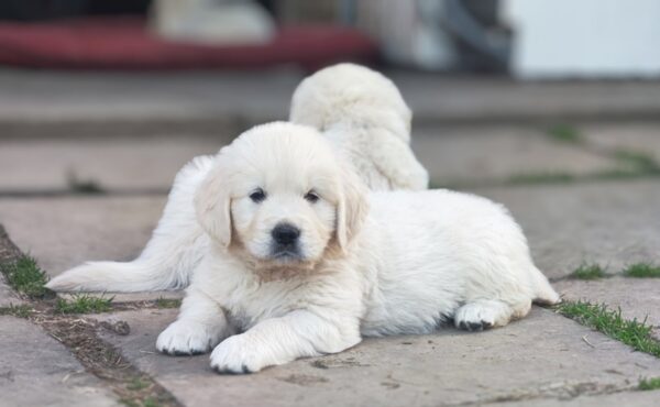 Zitta Golden Retriever Zitta Golden Retriever