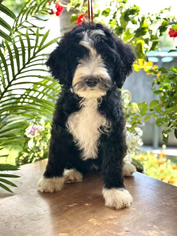 Zoe Labradoodle Zoe Labradoodle