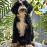 Zoe-female-Labradoodle-puppy-for-sale-2