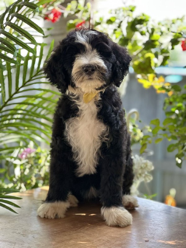 Zoe Labradoodle Zoe Labradoodle