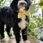 Zoe-female-Labradoodle-puppy-for-sale-3