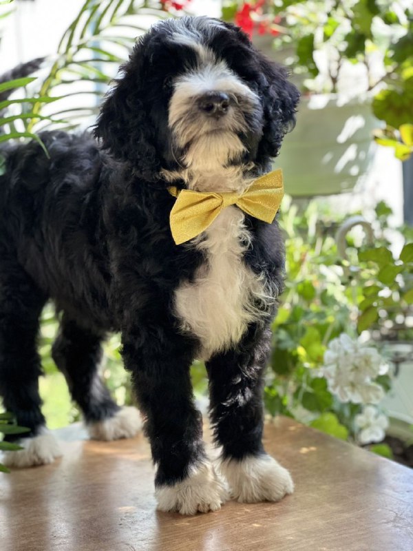 Zoe Labradoodle Zoe Labradoodle