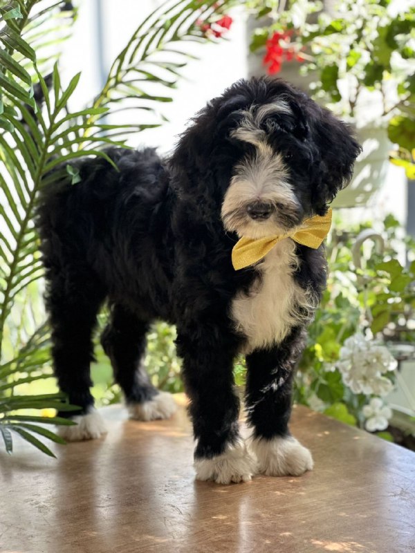 Zoe Labradoodle Zoe Labradoodle