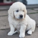 Zura-female-golden-retriver-puppy-for-sale-1 (1)