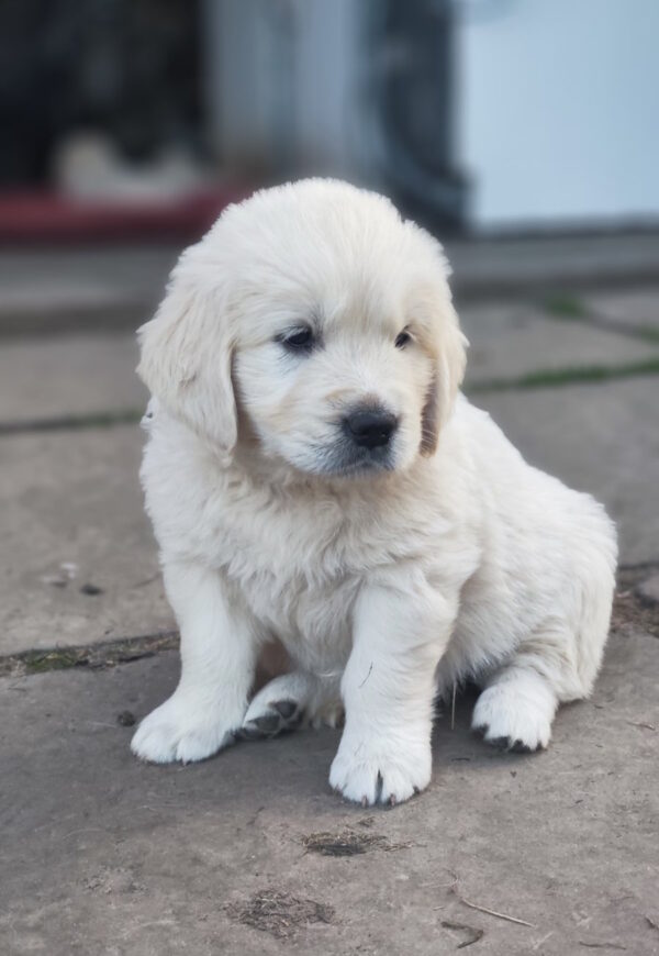 Zura Golden Retriever Zura Golden Retriever