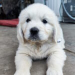 Gianna Golden Retriever