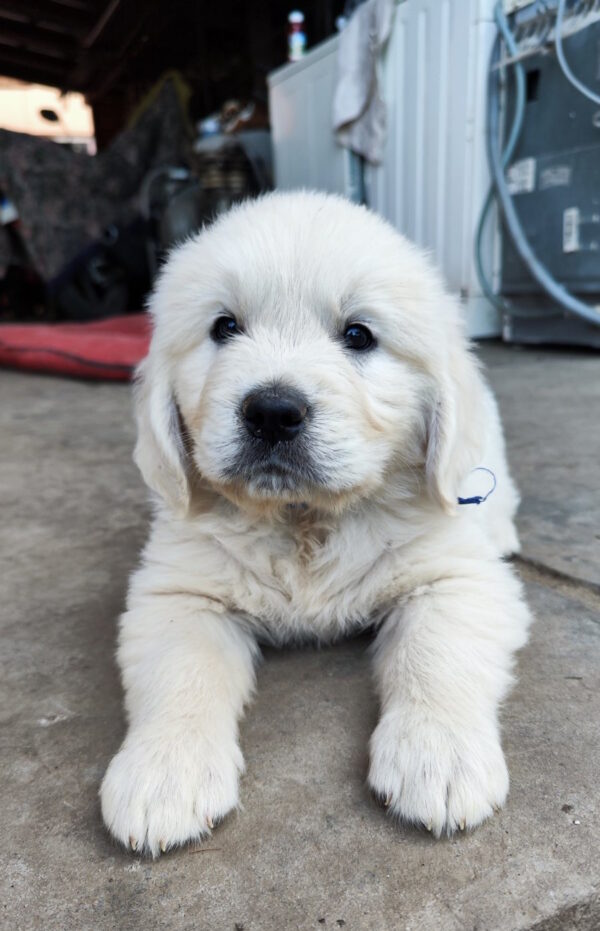 Zura Golden Retriever Zura Golden Retriever