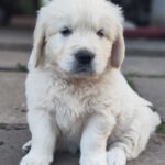 Zura-female-golden-retriver-puppy-for-sale-1 (3)