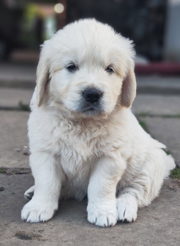 Zura Golden Retriever Zura Golden Retriever