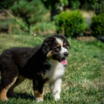 Adler-male-australian-shepherd-puppy-for-sale-1 (1)