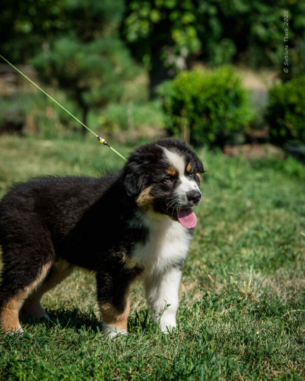 Adler Australian Shepherd Adler Australian Shepherd