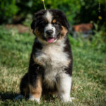 Adler-male-australian-shepherd-puppy-for-sale-1 (2)