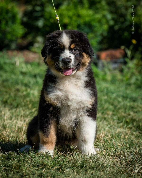 Adler Australian Shepherd Adler Australian Shepherd