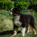 Adler-male-australian-shepherd-puppy-for-sale-1 (3)