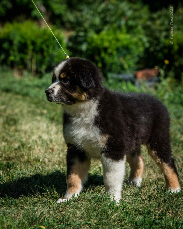 Adler Australian Shepherd Adler Australian Shepherd