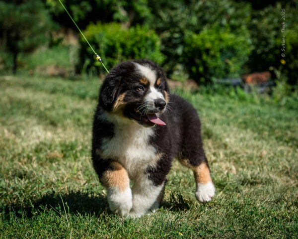 Adler Australian Shepherd Adler Australian Shepherd