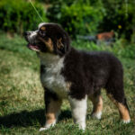 Adler-male-australian-shepherd-puppy-for-sale-1 (5)