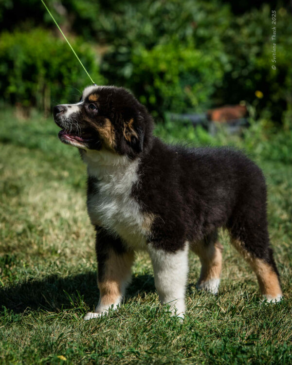 Adler Australian Shepherd Adler Australian Shepherd