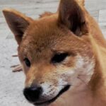 Aila-female-Shiba-puppy-for-sale-1