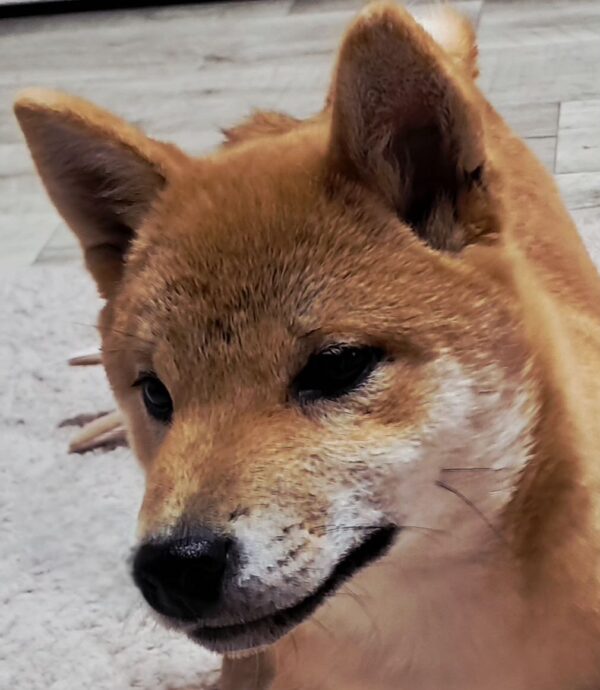 Aila Shiba Inu Aila Shiba Inu