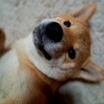 Aila-female-Shiba-puppy-for-sale-2