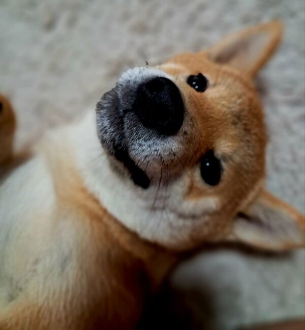 Aila Shiba Inu Aila Shiba Inu