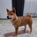Aila-female-Shiba-puppy-for-sale-3