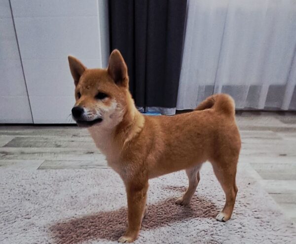 Aila Shiba Inu Aila Shiba Inu