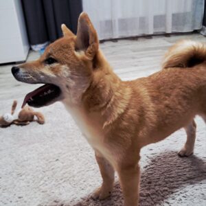 Aila Shiba Inu