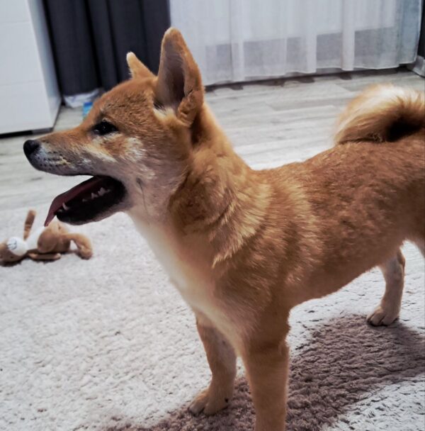 Aila Shiba Inu Aila Shiba Inu