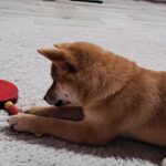 Aila-female-Shiba-puppy-for-sale-5