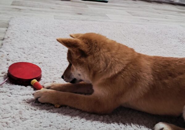 Aila Shiba Inu Aila Shiba Inu