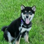 Akihiro-male-Shiba-Inu-puppy-for-sale-1