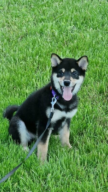 Akihiro Shiba Inu