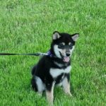 Akihiro-male-Shiba-Inu-puppy-for-sale-2