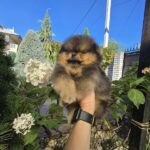 Alais-male-Pomeranian-puppy-for-sale-1