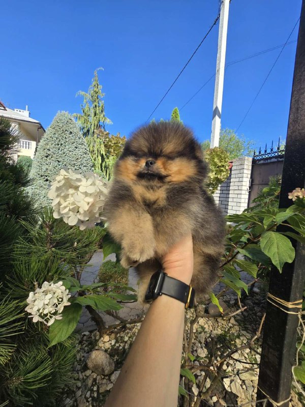 Alais Pomeranian Alais Pomeranian